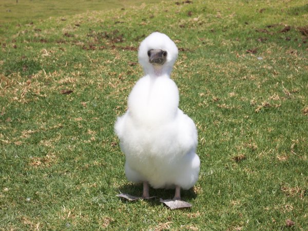 Photo (15): Masked Booby