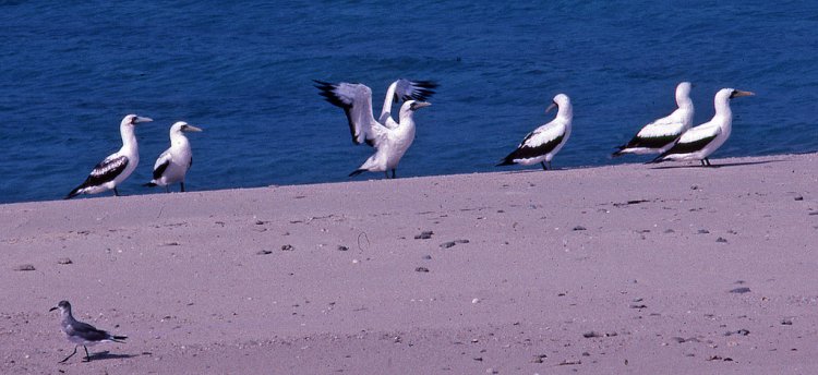 Photo (12): Masked Booby