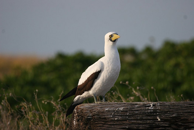 Photo (2): Masked Booby