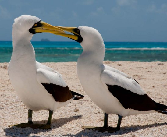 Photo (10): Masked Booby