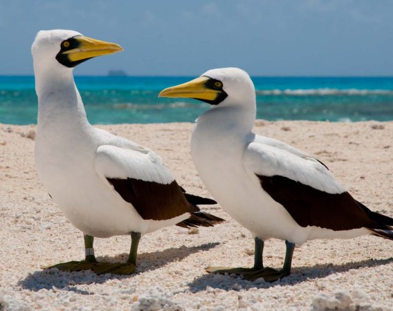 Photo (1): Masked Booby