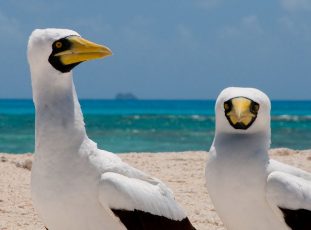 Photo (7): Masked Booby