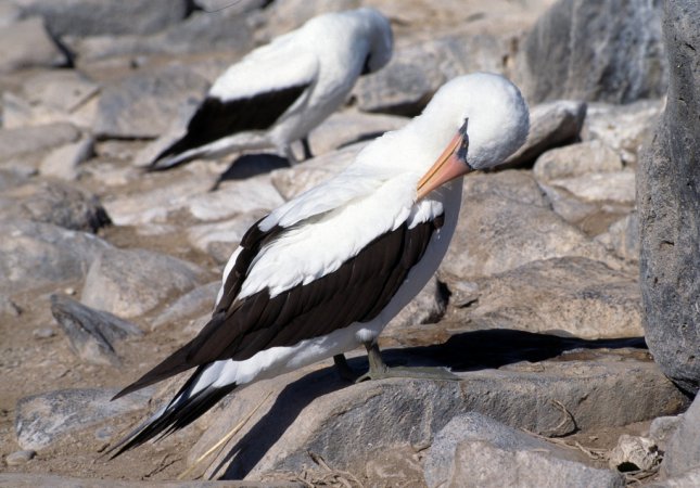 Photo (9): Nazca Booby