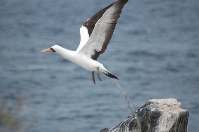 Photo (10): Nazca Booby