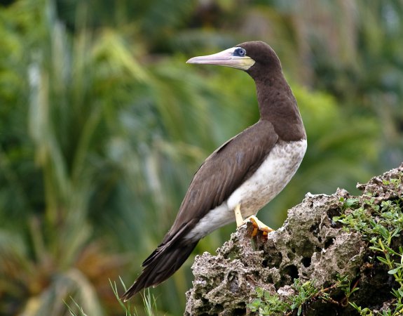 Photo (3): Brown Booby