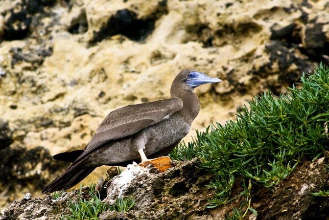 Photo (20): Brown Booby