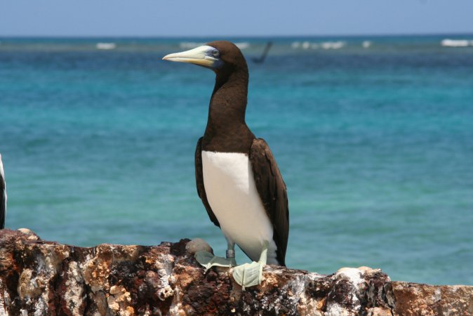 Photo (1): Brown Booby
