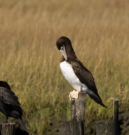 Photo (2): Brown Booby