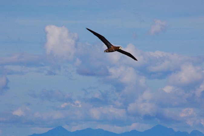 Photo (21): Brown Booby