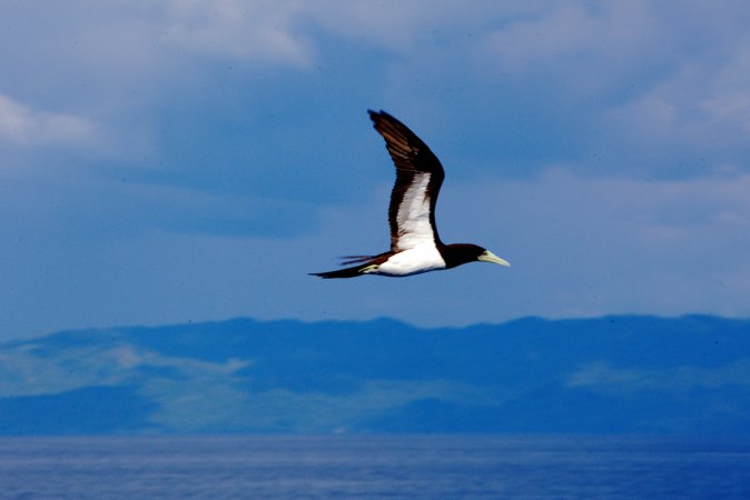 Photo (7): Brown Booby