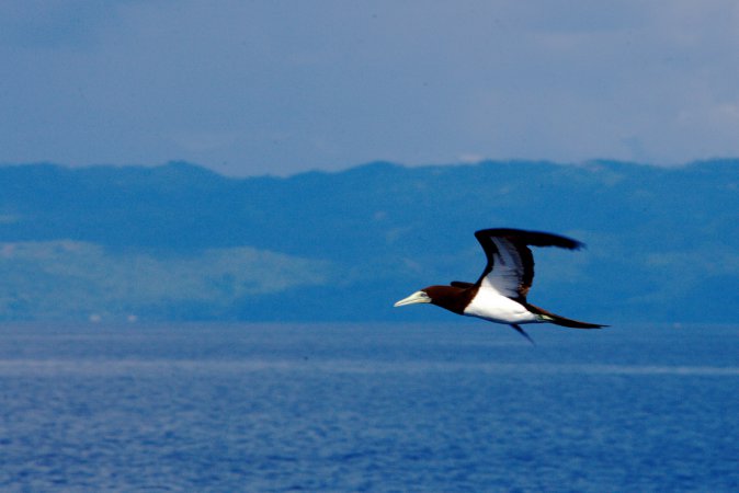 Photo (9): Brown Booby