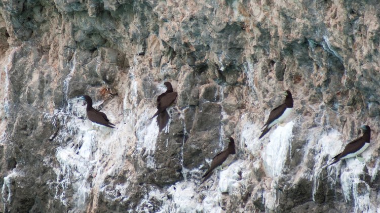Photo (10): Brown Booby