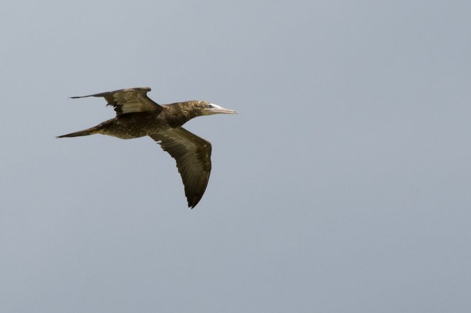 Photo (19): Brown Booby