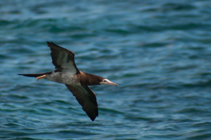 Photo (18): Brown Booby