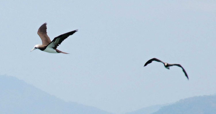 Photo (16): Brown Booby