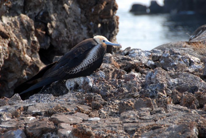 Photo (21): Magnificent Frigatebird