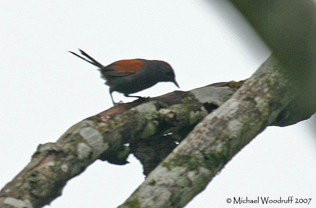 Photo (1): Slaty Spinetail