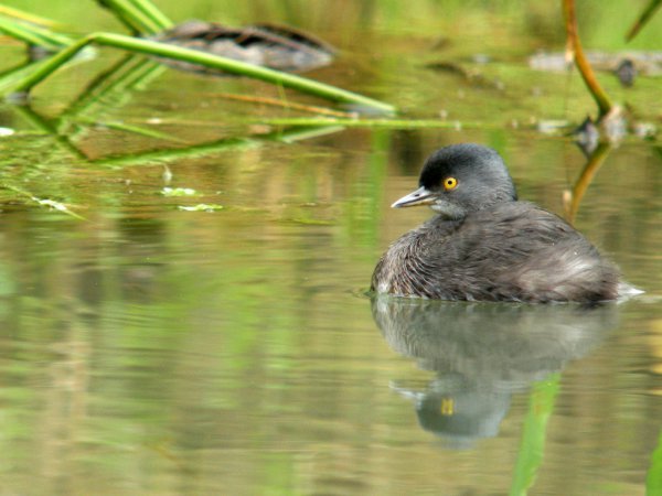 Photo (13): Least Grebe