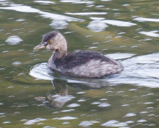 Photo (18): Least Grebe