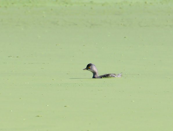 Photo (4): Least Grebe