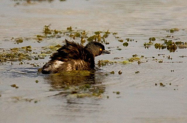 Photo (6): Least Grebe