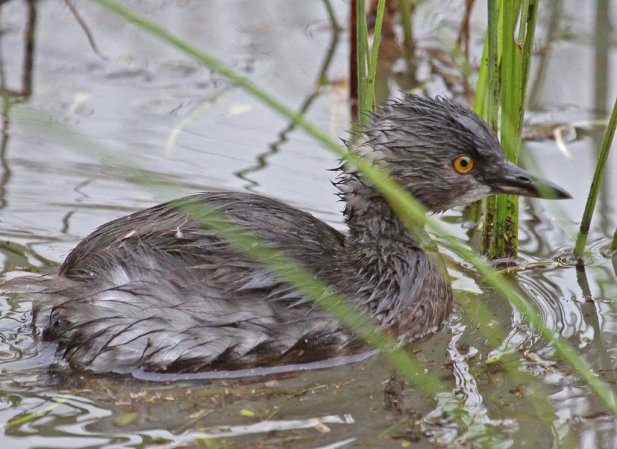 Photo (15): Least Grebe