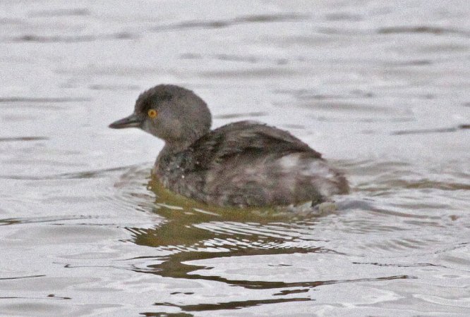 Photo (16): Least Grebe