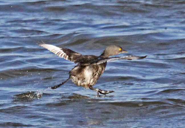Photo (17): Least Grebe