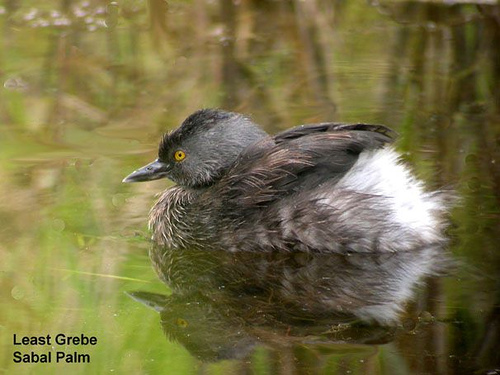 Photo (1): Least Grebe