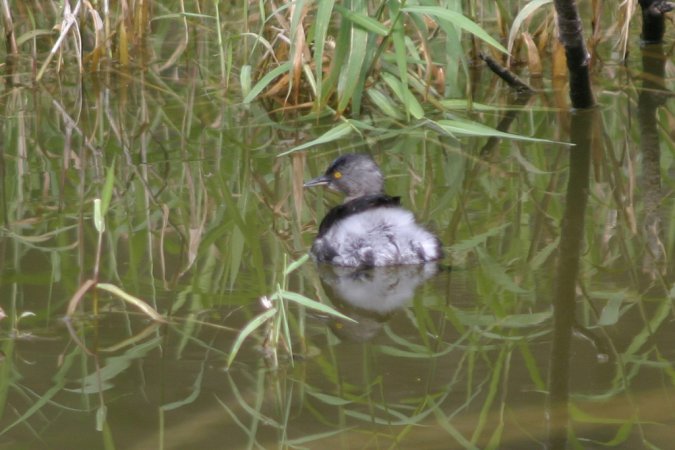 Photo (14): Least Grebe