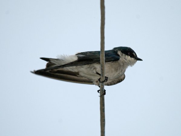 Photo (6): Mangrove Swallow