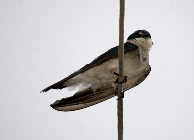Photo (8): Mangrove Swallow