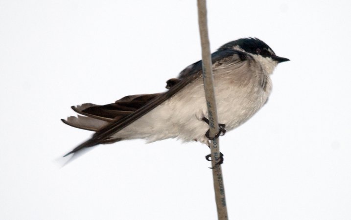 Photo (10): Mangrove Swallow