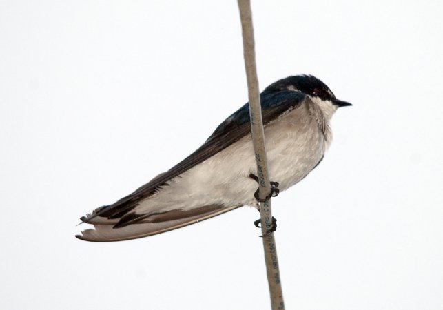 Photo (9): Mangrove Swallow