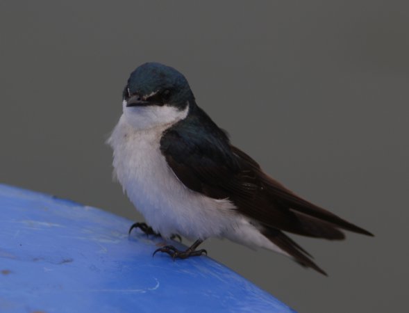Photo (5): Mangrove Swallow