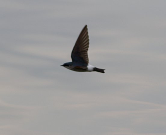 Photo (7): Mangrove Swallow