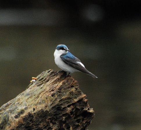 Photo (1): Mangrove Swallow