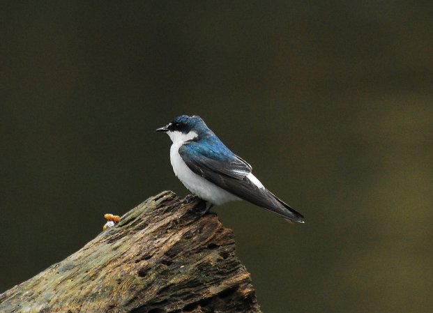 Photo (3): Mangrove Swallow