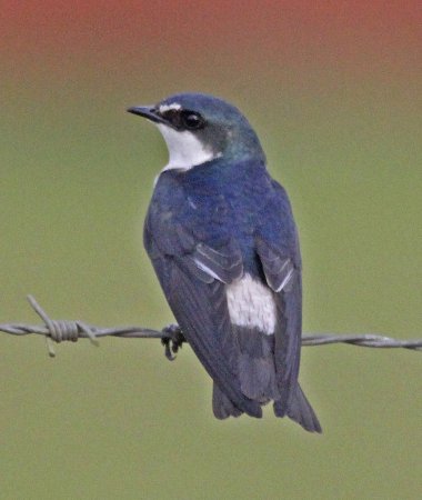 Photo (2): Mangrove Swallow