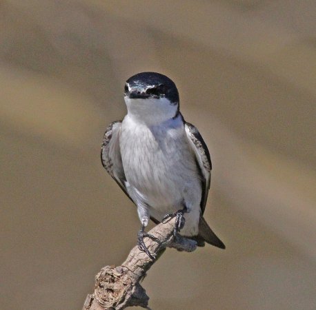 Photo (4): Mangrove Swallow