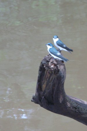 Photo (12): Mangrove Swallow