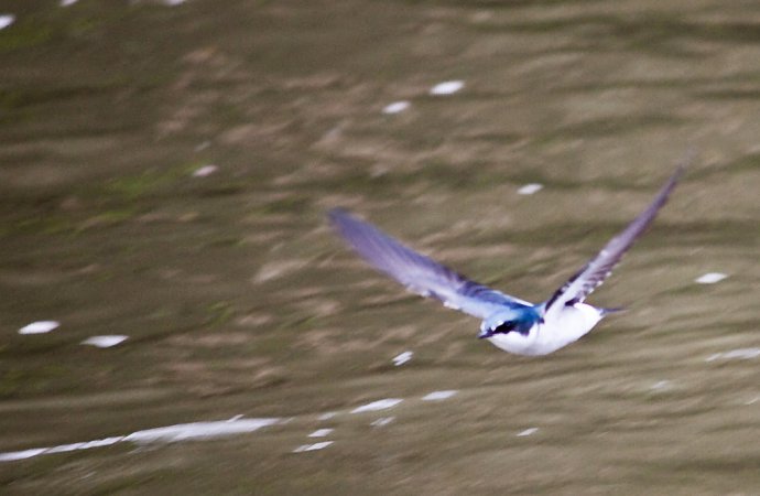 Photo (13): Mangrove Swallow