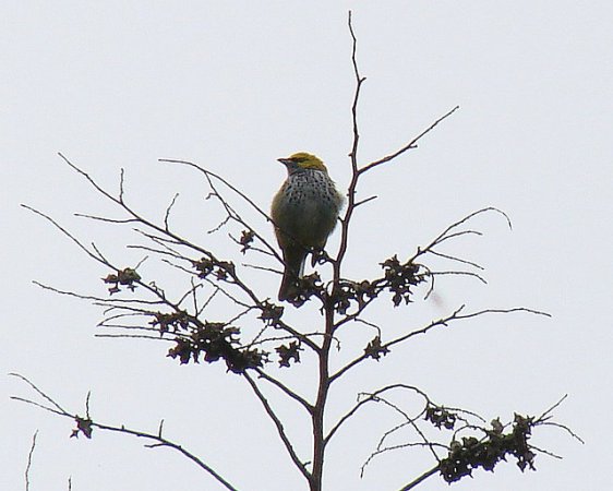 Photo (3): Speckled Tanager