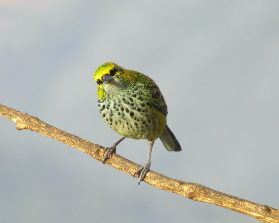 Photo (11): Speckled Tanager
