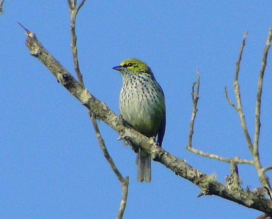 Photo (4): Speckled Tanager