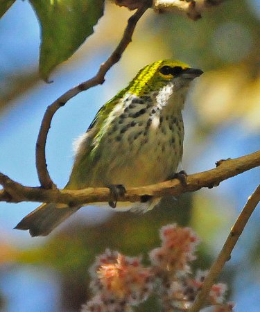 Photo (5): Speckled Tanager