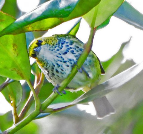 Photo (6): Speckled Tanager