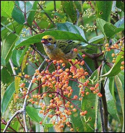 Photo (7): Silver-throated Tanager