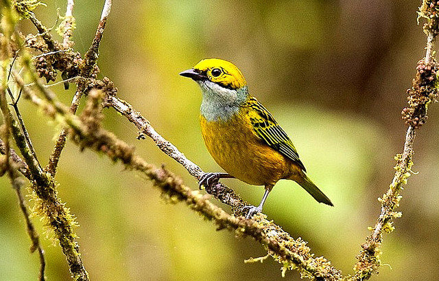 Photo (9): Silver-throated Tanager