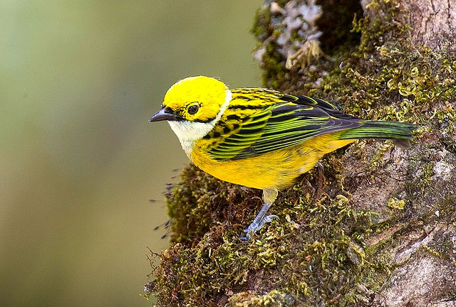 Photo (5): Silver-throated Tanager